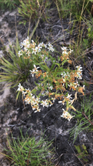 Sericocarpus asteroides