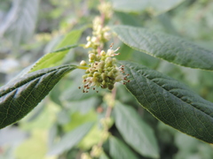 Flueggea suffruticosa