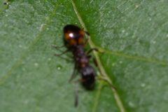 Dolichoderus plagiatus