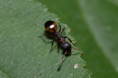 Dolichoderus plagiatus