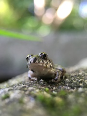 Fejervarya kawamurai