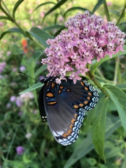 Limenitis arthemis astyanax