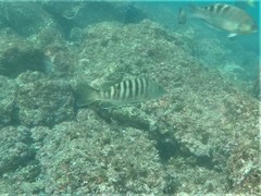 Lutjanus novemfasciatus