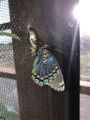 Limenitis arthemis astyanax