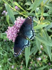 Limenitis arthemis astyanax