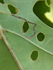 Neurobathra strigifinitella