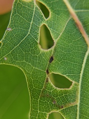 Neurobathra strigifinitella