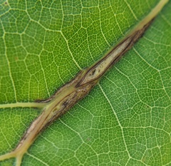 Callirhytis piperoides