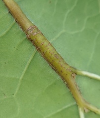 Callirhytis piperoides