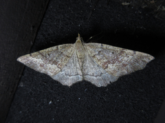 Xerodes rufescentaria