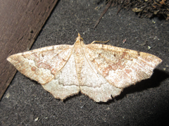 Xerodes rufescentaria