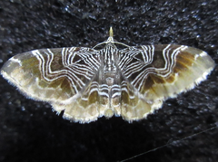 Lobogonodes complicata