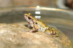 Eleutherodactylus nitidus