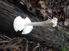 Amanita vaginata vaginata