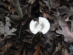 Amanita vaginata vaginata