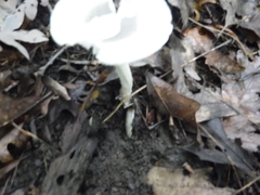 Amanita vaginata vaginata