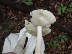 Amanita vaginata vaginata