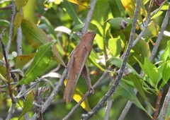 Schistocerca rubiginosa