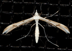 Platyptilia celidotus