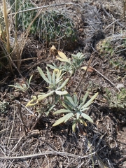 Picradeniopsis oppositifolia