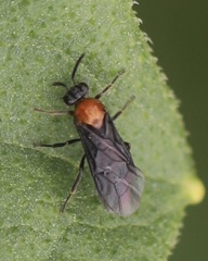Atomacera debilis
