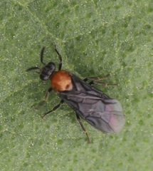 Atomacera debilis