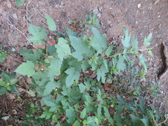 Rubus crataegifolius