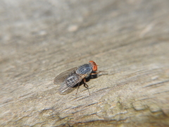 Prosopomyia pallida
