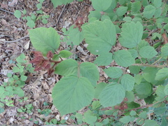 Rubus phoenicolasius