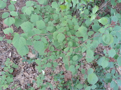 Rubus phoenicolasius