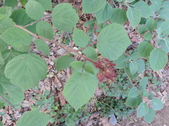 Rubus phoenicolasius
