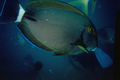 Acanthurus grammoptilus
