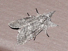 Meleneta antennata