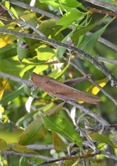 Schistocerca rubiginosa