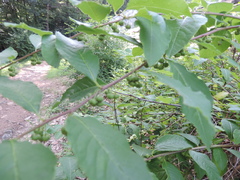 Flueggea suffruticosa