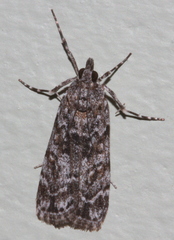 Scoparia syntaracta