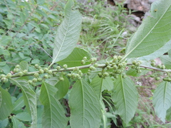 Flueggea suffruticosa