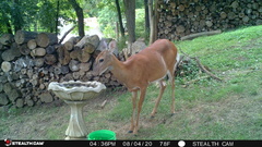 Odocoileus virginianus
