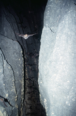 Miniopterus australis