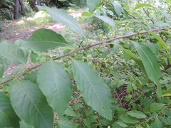 Flueggea suffruticosa