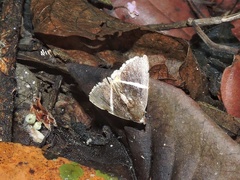 Fodina