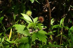 Geum laciniatum