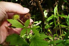 Geum laciniatum