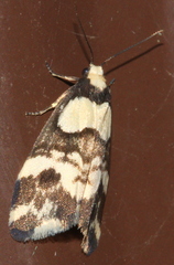 Thallarcha phalarota