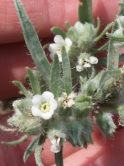 Oreocarya suffruticosa