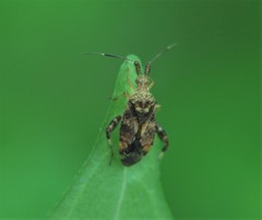 Neurocolpus mexicanus