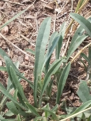 Oreocarya suffruticosa