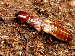 Zootermopsis nevadensis