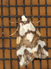 Thallarcha staurocola