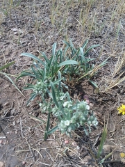 Oreocarya suffruticosa